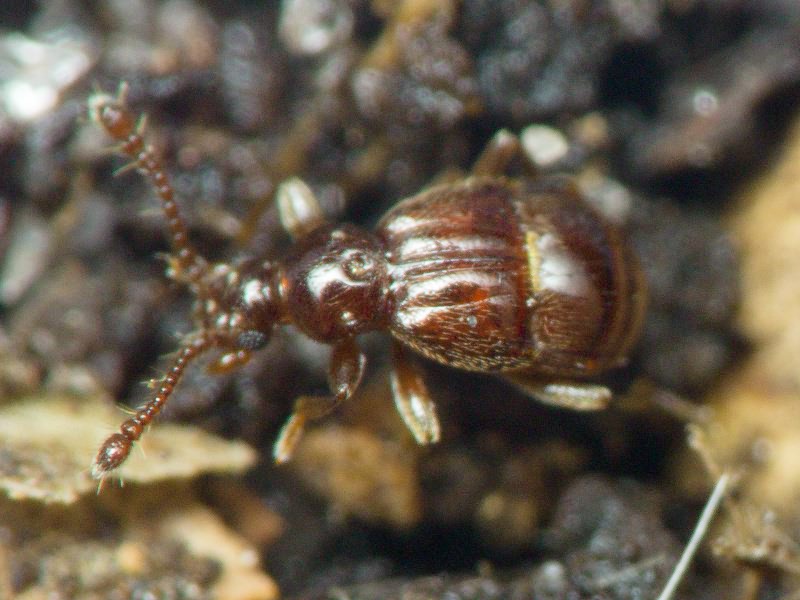 Brachygluta fossulata (Reichenbach, 1816)